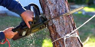 Best Tree Health Inspection  in Bray, OK